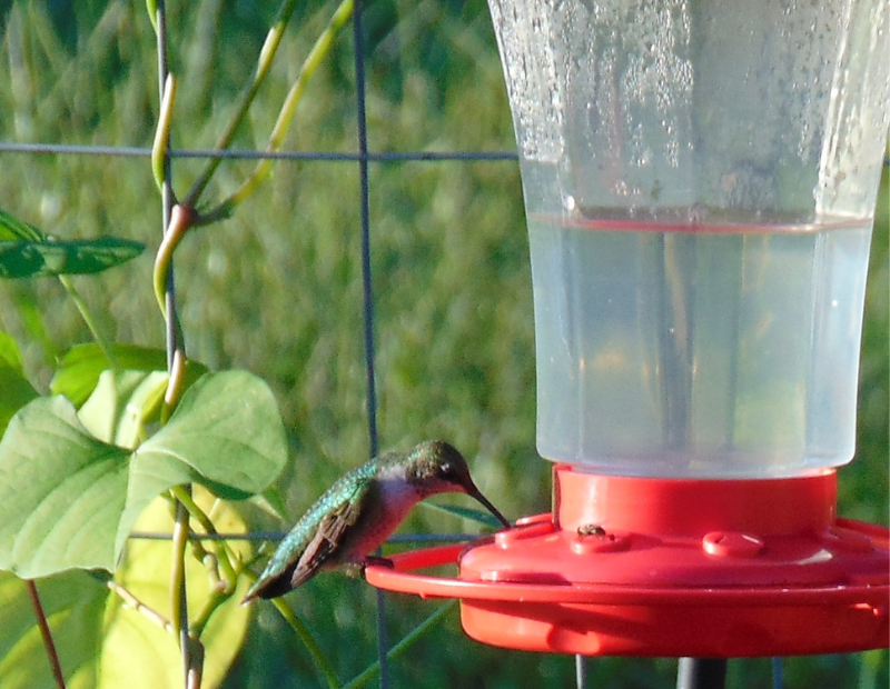 hummingbird for surviving season changes